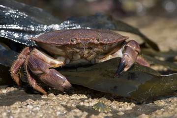 Brown Crab (Cancer Pagarus)/Brown Crab on seaweed covered rock