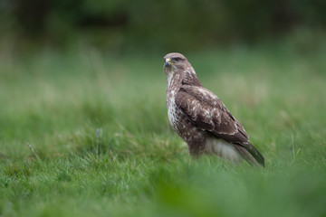 Naklejka na ściany i meble Common Buzzard (Buteo Buteo)/Common Buzzard standing in deep green grass at the edge of a forest
