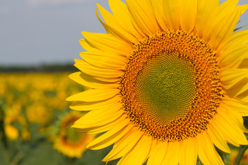 Naklejka premium field of sunflowers at sunrise