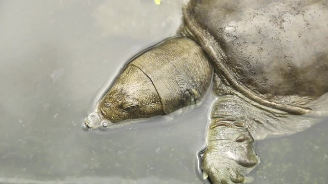 Softshell turtle in water