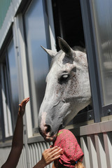 Child stroking the horse, horse looking from stable 