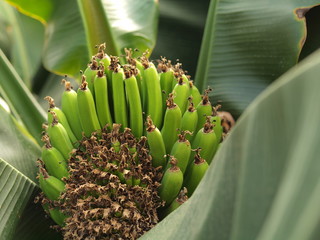 Banana plant