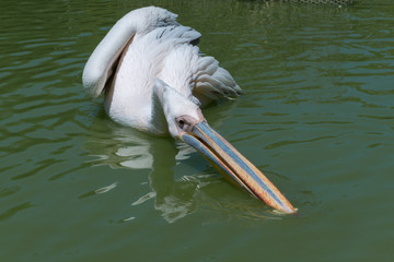 Pelican