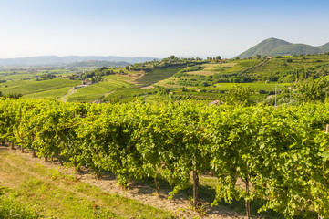 Fototapeta na wymiar View of Prosecco vineyards during summer