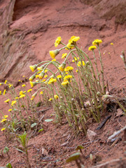 Group flowers growing on a slope on a background of sand