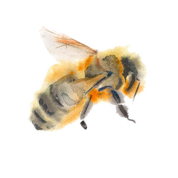 flying bee. isolated on white background. watercolor illustratio