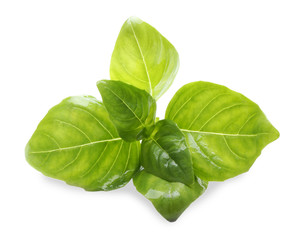 Basil leaves, isolated on white
