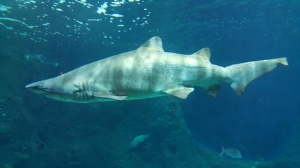 Fototapeta premium Shark