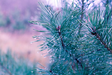 Pine tree with water drops at sunrise. Forest after rain