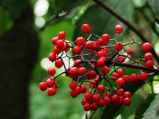 Viburnum shrub with clusters of red berries on the branches