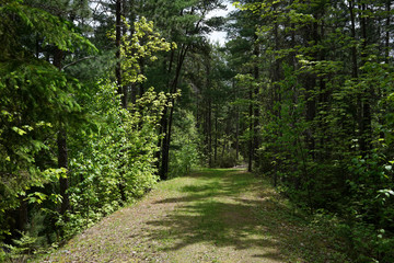 Fototapeta premium trail going into the forest