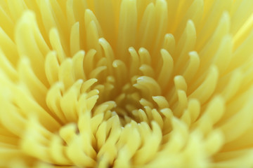 Macro of beautiful beige chrysanthemum