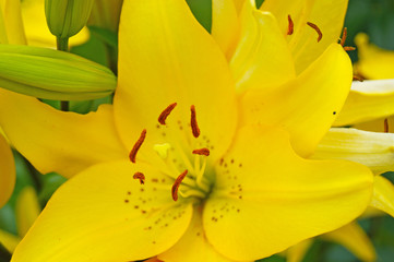 Obraz premium Blossoming yellow lily 