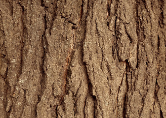 Bark tree background