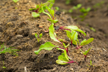 Beet sprout