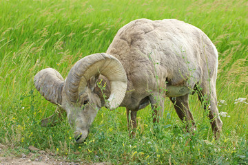 Bighorn sheep at Badlands National park