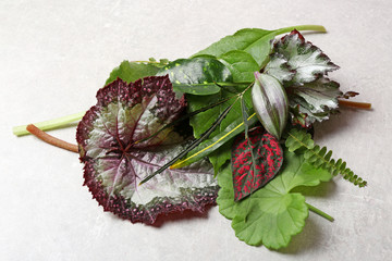Different leaves on light table