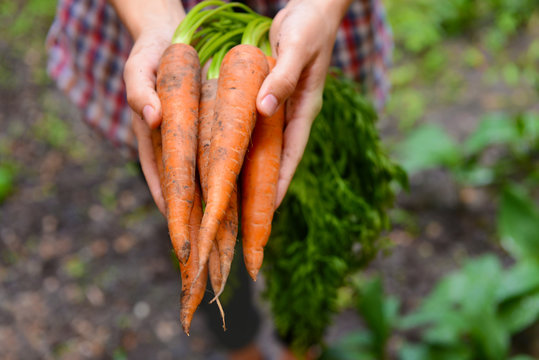 Woman holding fresh carrots
