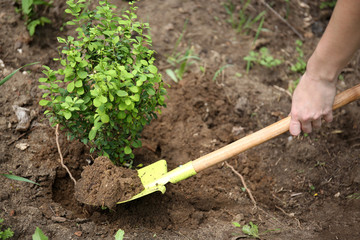 Woman planting bush