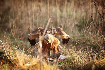 marsh harrier sitting in grass
