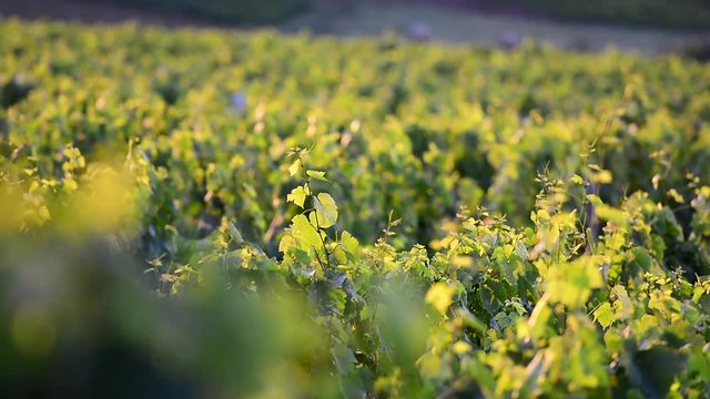 Vineyards with morning lights