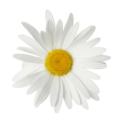 Beautiful chamomile flower isolated on white