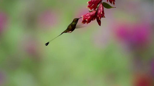 Booted Racket-Tail Hummingbird Feeds on Flower; Watch for the flash of the gorget. Part of video is slow motion.
