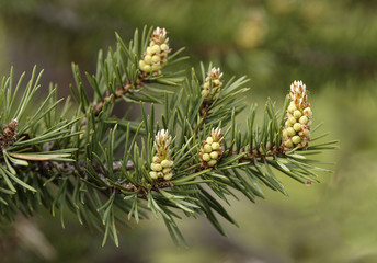 Young runaways of a pine