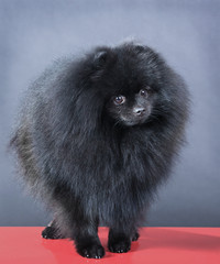 small black German spitz-dog