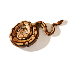 Obraz premium Python on White