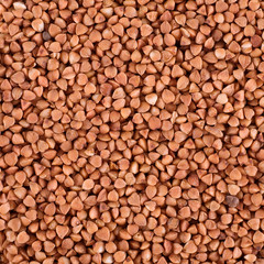 Golden buckwheat