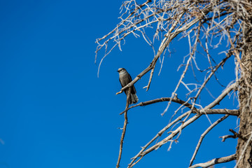 Lone bird watching for next meal in the cool autumn air