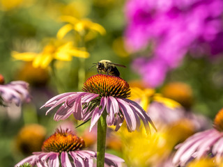 bumblebee, also written bumble bee