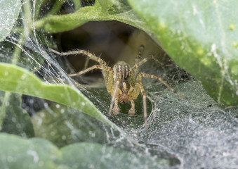 Funnel Weaver Spide