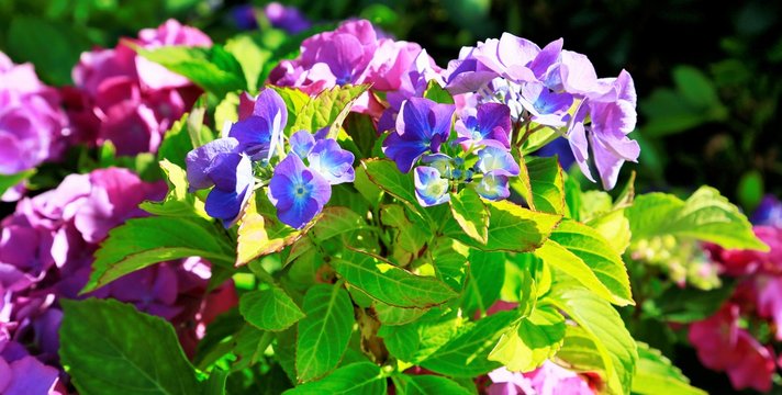 Sommerliche Blumen