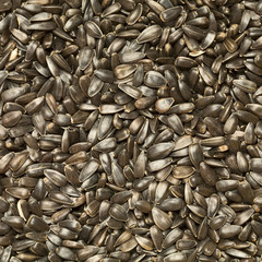 Sunflower-seed background