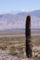 Andean Cacti