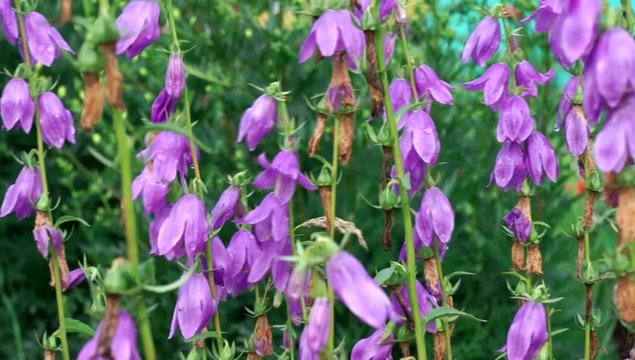Beautiful purple bells wildflowers in summer forest. 