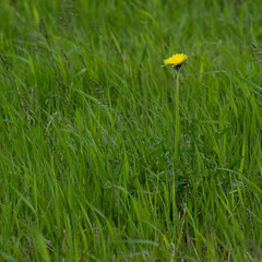 Lawn with one yellow dandelion