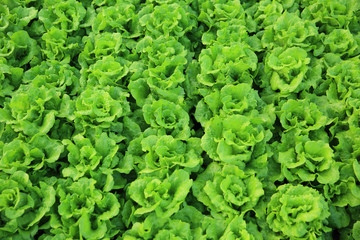 green lettuce crops in growth at vegetable garden