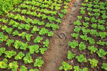 green lettuce crops in growth at vegetable garden