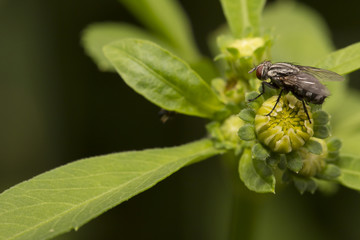 fly and flower