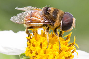 bees&flowers