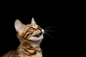 Closeup Portrait of Bengal Kitty Head, Curious Looking up Isolated Black Background, Side view