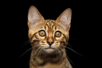 Closeup Portrait of Bengal male Kitty, Gaze Looking in Camera Isolated on Black Background, Front view, Beautiful eyes