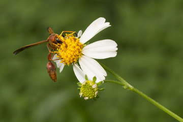 wasp and flower