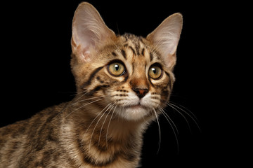 Closeup Portrait of Bengal Kitty, Curious Looks Isolated on Black Background, Side view