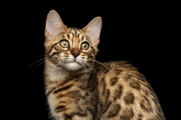 Closeup of Bengal Kitty, Funny Looking in Camera Isolated on Black Background, Side view, Beautiful Spots on gold