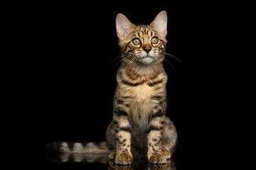 Fototapeta na wymiar Little Bengal Kitty Sitting and Curious Looking up Isolated Black Background, Beautiful Spots on gold, Font view