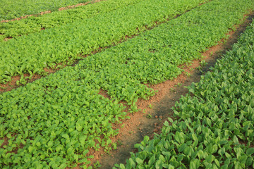 Fototapeta na wymiar green spinach and choysum crops in growth at garden